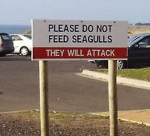 seagulls_feeding